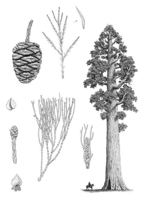 Sequoiadendron giganteum conifers.org Sequoia Tree Drawing, Redwood Drawing, Pinecone Tattoo, Redwood Tattoo, Logo Texture, Red Woods, Sequoiadendron Giganteum, Trees Illustration, Giant Sequoia Trees