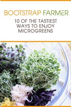 Micro Sprouts Recipes, Meals With Microgreens, Salad With Microgreens, How To Use Microgreens In Food, Microgreen Salad Recipe, Recipes Using Microgreens, Recipes For Microgreens, Microgreens Salad Recipe, Radish Microgreens Recipe