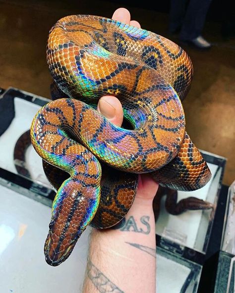 Brazilian Rainbow Boa, Snake Aesthetic, Danger Noodles, Snake Photos, Burmese Python, Cool Snakes, Rainbow Snake, Pretty Snakes, Reptile Room