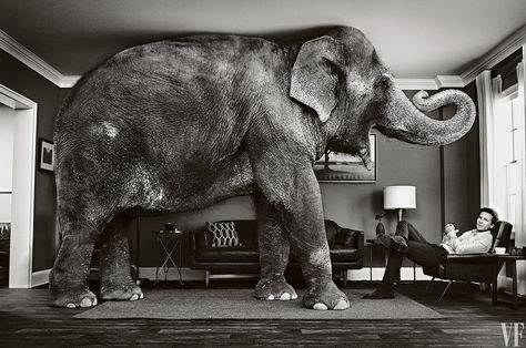 Talk about an elephant in the room... Sam Jones, Vanity Fair Covers, June Gloom, The Daily Edited, Elephant In The Room, Elephant Room, Asian Elephant, Elephant Art, Bradley Cooper