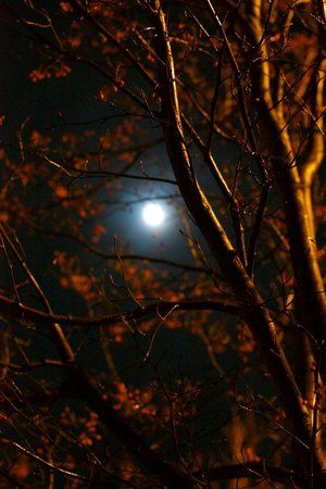 Full Moon Tonight, October Country, Moon Dance, Season Of The Witch, Beautiful Moon, Autumn Cozy, Autumn Aesthetic, Fall Wallpaper, Autumn Theme