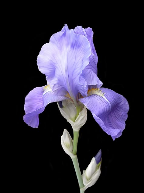 Iris Painting, Iris Garden, Iris Flower, Purple Iris, Iris Flowers, The Secret Garden, Flower Art Painting, Irises, Exotic Flowers