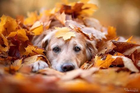 Dog Pumpkin Photoshoot, Dog Pumpkin Patch Pictures, Fall Dog Photoshoot With Owner, Fall Puppy Photoshoot, Autumn Dog Photography, Dog Fall Photoshoot, Fall Dog Photoshoot, Fall Dog Pictures, Dog Thanksgiving Pictures