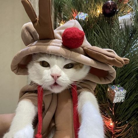 Christmas Aesthetic Tumblr, Winter Christmas Aesthetic, Deer Costume, Winter Icon, Cat Pfp, Christmas Board, A Deer, Christmas Cat, Christmas Aesthetic