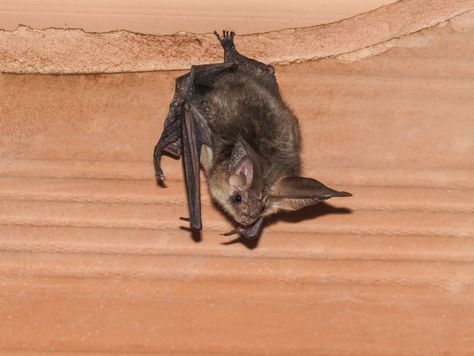 How To Banish Bats From Your House Bats In Attic, Bat Repellent, Getting Rid Of Bats, Bat Facts, Attic Vents, Attic House, Attic Insulation, Black Cow, Calling Card