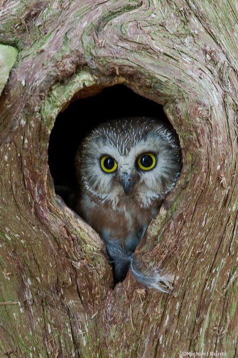 Owl Pictures, Beautiful Owl, Nature Aesthetic, Watch Video, Owls, Get Inspired, Trunk, Tree Trunk, Birds