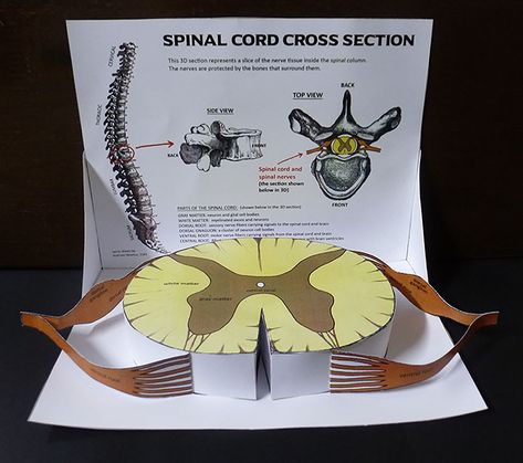 Science Models, Basement Workshop, Biology Projects, Interactive Science, Science Notebooks, Interactive Science Notebook, Teaching Biology, Medical School Essentials, Human Anatomy And Physiology