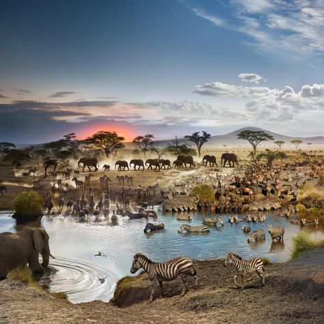 This Photo Was Shot Over 26 Hours at an African Watering Hole | PetaPixel National Geographic Archives, Time Lapse Photography, Serengeti National Park, Watering Hole, Tim Walker, Photography Day, Rockefeller Center, Fukushima, Stonehenge