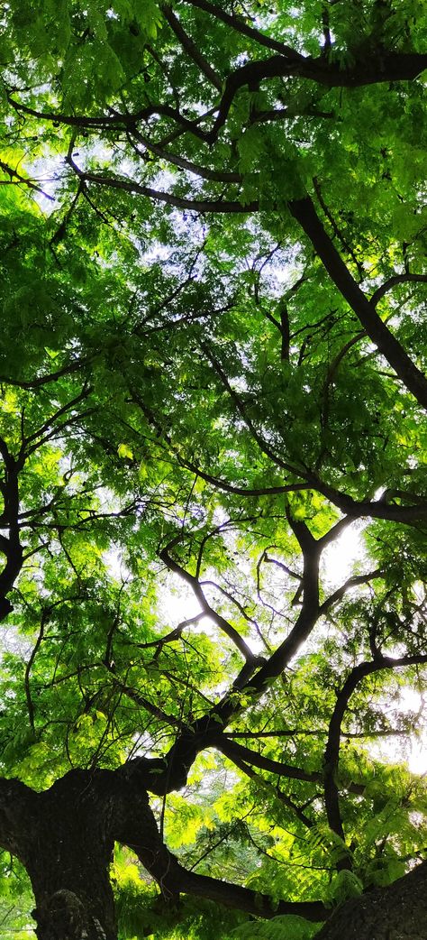 Green tree, tree branches, sky through the tree leaves Beautiful Green Nature Wallpaper, Hd Plant Wallpaper, 8k Wallpaper For Mobile Nature, Focus Wallpaper, Wallpaper Hd Nature, 8k Wallpaper For Mobile, Nature Mobile, Full Wallpaper, Work Focus