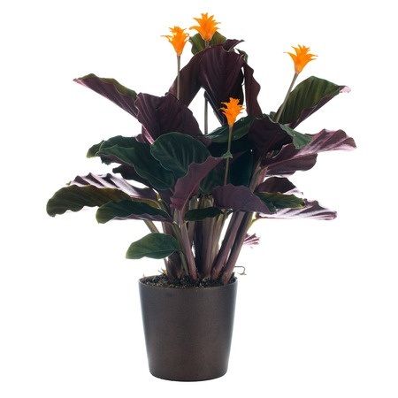 Picture of Calathea Crocata plant Flowering House Plants, Calathea Plant, Eternal Flame, Green Magic, Ornamental Plants, House Plant Care, Growing Indoors, Green Life, House Plants Indoor