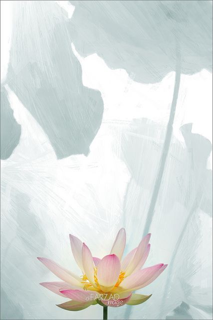 Lotus Flower - Image Based Oil Painting effect Lotus Flower Paintings, Flower Painting Images, Lotus Flower Images, Bodhisattva Guanyin, Lotus Image, Lotus Flower Painting, Paint Filter, Lily Lotus, Flower Image