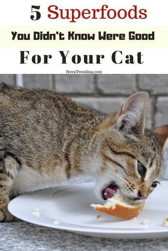 Foods Cats Can Eat, 5 Superfoods, Diy Cat Food, Names Cat, Healthy Cat Food, Katt Grejer, Homemade Cat Food, Best Cat Food, Food Cat