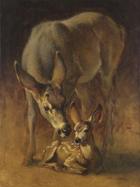 Ezra Tucker, Fantasy People, Deer Photography, Deer Artwork, Deer Drawing, Deer Photos, Deer Pictures, Deer Doe, Deer Painting