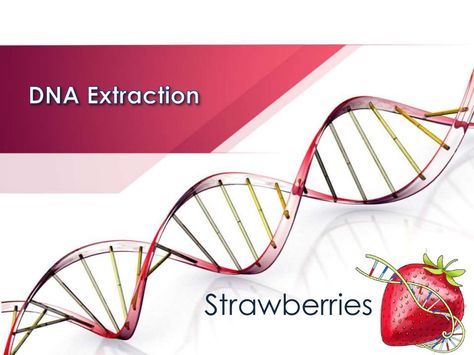 Dna extraction strawberry lab spring 2015 Dna Extraction, Dna Facts, Tree Tattoo Back, Cell Organelles, Science Fair Project, Biology Classroom, Cell Cycle, Cell Division, Nucleic Acid