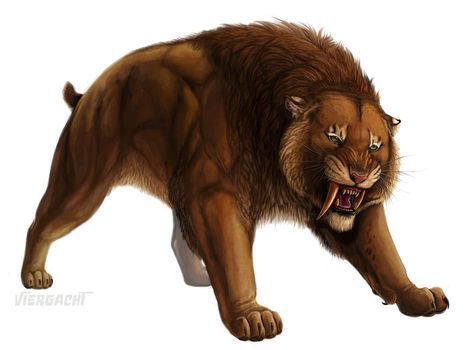 Lion Snarl, Sabretooth Tiger, Sabertooth Tiger, Creatures Art, Big Cats Art, Prehistoric Art, Paleo Art, Extinct Animals, Rare Animals