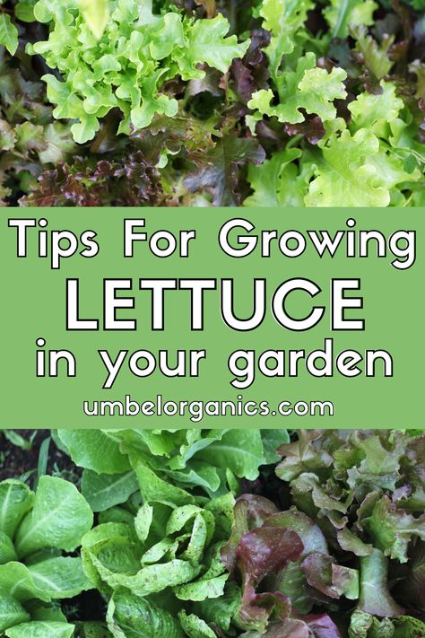 Garden lettuce Planting Lettuce Seeds, When To Plant Lettuce, Harvesting Lettuce, How To Grow Lettuce, Planting Lettuce, How To Harvest Lettuce, Grow Lettuce, Lettuce Seeds, Growing Lettuce