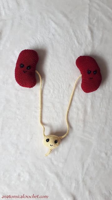 Adventures into Anatomical Crochet: urinary system Crochet Kidney, Anatomical Crochet, Crochet Bodies, Urinary System, Crochet Heart Pattern, Crochet Heart, Diy Crochet Projects, Crafty Craft, White Embroidery