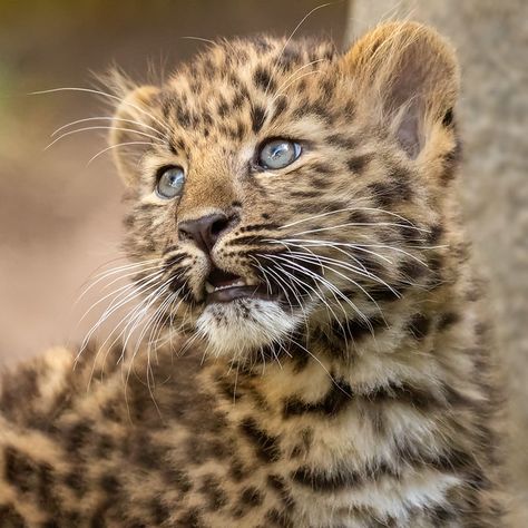 Amur Leopard, Leopard Cub, Eyes Wide Open, Baby Leopard, Big Cats Art, Wildlife Animals, Leopards, Animal Planet