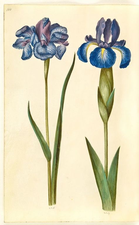 Download free image of Iris sibirica (Siberian iris);Iris latifolia (English iris) by Maria Sibylla Merian about maria sibylla merian, flower, iris flower, iris sibirica, and iris 8920642 Blue Flag Iris, Iris Sibirica, Maria Sibylla Merian, Siberian Iris, Iris Painting, Iris Flower, Blue Flag, Iris Flowers, Plant Art