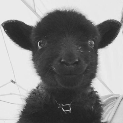 The Black Sheep, Sheep And Lamb, Baby Goats, Black Sheep, Happy Animals, Sweet Animals, Animal Photo, 귀여운 동물, Animals Friends