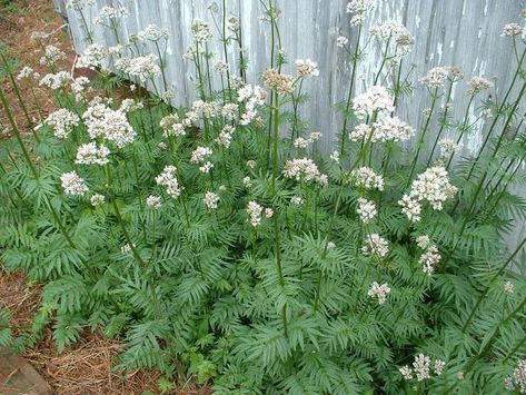 Valeriana officinalis / Valerian (Garden Heliotrope) Herb Garden Landscaping, Zone 6 Planting, Small Rock Garden, Plants Safe For Cats, Valeriana Officinalis, Maine Garden, Plant Herbs, Kitchen Herb Garden, Herbal Garden