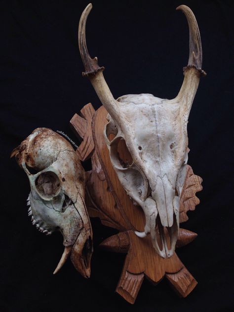 roadkillandcrows : Photo Chinese Water Deer, Water Deer, Coyote Skull, Skull Reference, Animal Skeletons, Vulture Culture, Deer Skulls, Animal Bones, Four Horsemen