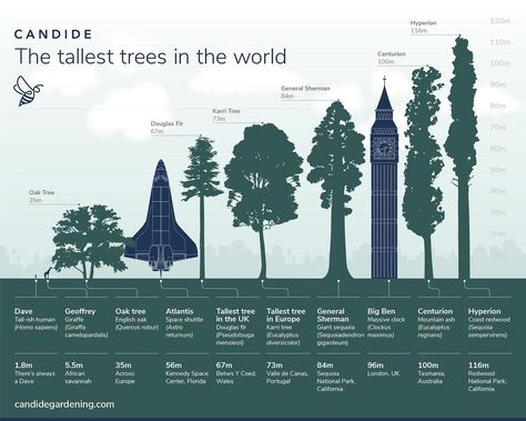 The Tallest Trees in the World #infographic #Trees #Tallest #World Danum Valley Conservation Area, Sequoiadendron Giganteum, Sequoia Sempervirens, Coast Redwood, Sequoia Tree, Redwood National Park, Giant Tree, Redwood Tree, Tropical Tree