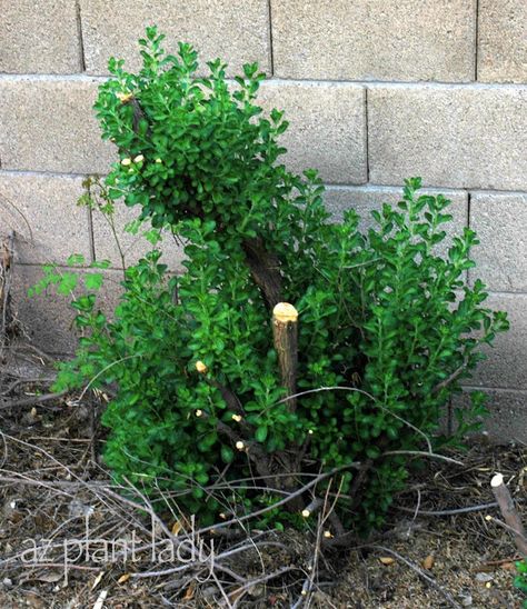 Box Woods Landscaping, Pruning Boxwood Shrubs, How To Propagate Boxwood, Shaping Boxwood Bushes, Trimming Boxwood Shrubs, When To Prune Boxwood Shrubs, Boxwood Varieties Shrubs, Boxwood Winter Gem, Baby Gem Boxwood