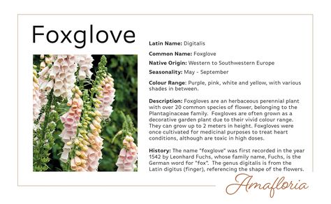 Apricot foxgloves just look fabulous! #Flower #Flowers #BritishFlowers #Summer #Floweroftheday #Foxgloves #Fuchs #Fox #Digitalis #Apricot #Amafloria Foxglove Meaning, Foxglove Symbolism, Foxglove Flower Illustration, Pink Foxglove, Fox Gloves Flower, Pink Foxglove Flower, September Colors, Paint Flowers, British Flowers