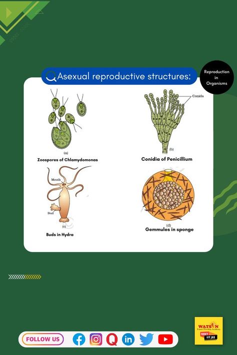 Reproduction in organisms Reproduction In Organisms, Asexual Reproduction, Biology