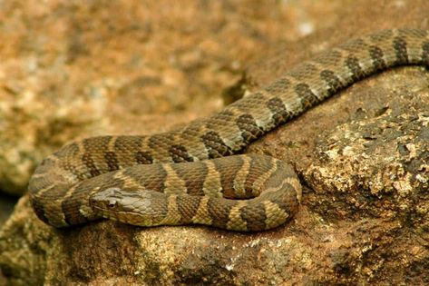 6 Types of Water Snakes in Michigan (Pictures) - Wildlife Informer Michigan Pictures, Water Snakes, Snake Photos, Types Of Water, Some Interesting Facts, Different Species, Dangerous Animals, Earthworms, Types Of Fish