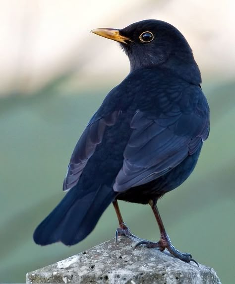 Blackbird Photography, Birds Photos, Foto Macro, Arte Doodle, British Birds, British Wildlife, Bird Photos, Animal Reference, Bird Pictures