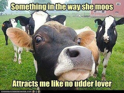 Something in the Way She Moos attracts me like no udder lover Manure Compost Bin, Funny Cow Quotes, Funny Cow Pictures, Cow Quotes, Cow Manure, Ghost Crafts, Jersey Cow, Something In The Way, Funny Cow