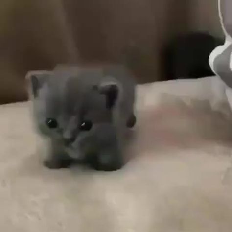 Tiny kitten approaching! Caine Husky, Laugh Meme, Koci Humor, Söt Katt, Baby Animals Pictures, Animale Rare, Haiwan Peliharaan, Cute Cat Gif