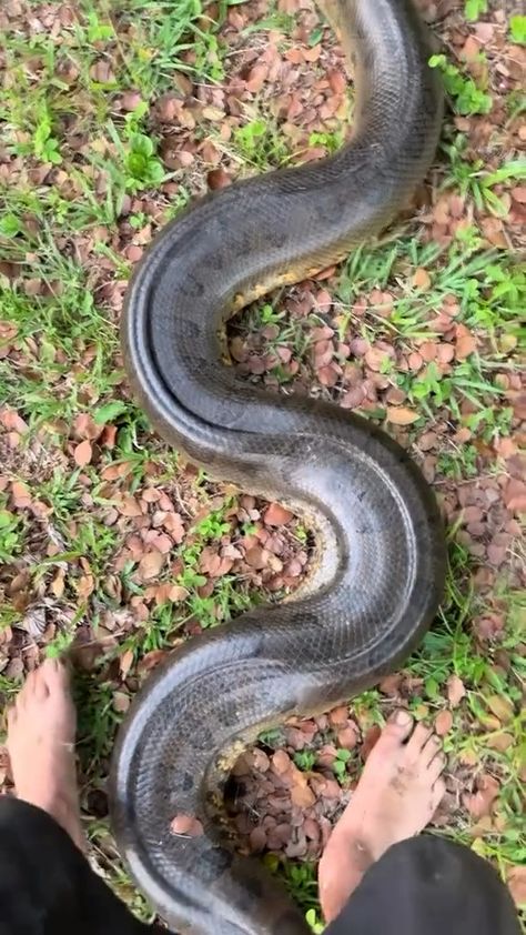 Giant Anaconda, Anaconda Snake, Scary Snakes, Giant Snake, Cute Reptiles, Pet Halloween Costumes, Cute Animal Drawings Kawaii, Animal Facts, Silly Animals