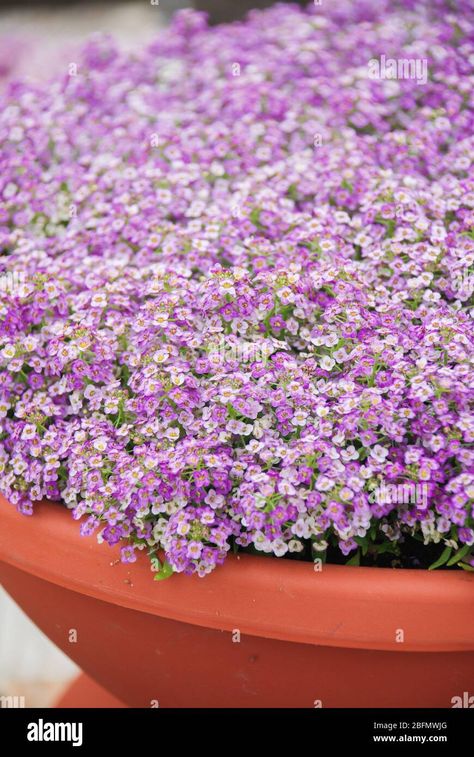 Download this stock image: Alyssum flowers. Alyssum in sweet colors. Alyssum in a red brown pot on wood table, in a dense grounding in a greenhouse. - 2BFMWJG from Alamy's library of millions of high resolution stock photos, illustrations and vectors. Alyssum Flowers, Sweet Alyssum, Phone Themes, Red Brown, Wood Table, High Resolution, Resolution, Stock Photos, Illustrations