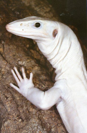 White Roughneck Monitor Melanistic Animals, White Lizard, Rare Albino Animals, White Animals, Monitor Lizard, Albino Animals, Chameleons, Rough Collie, Unusual Animals