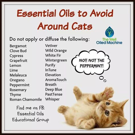 Oils To Avoid, Essential Oils Cats, Essential Oils Dogs, Vet Nurse, Vetiver Oil, Cat Essentials, Grapefruit Oil, Oils For Dogs, Young Living Oils