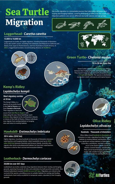 Oceanography Marine Biology, Sea Turtle Species, Fish Chart, Animal Infographic, Turtle Facts, Marine Turtle, Loggerhead Sea Turtle, Vast Ocean, Marine Pollution