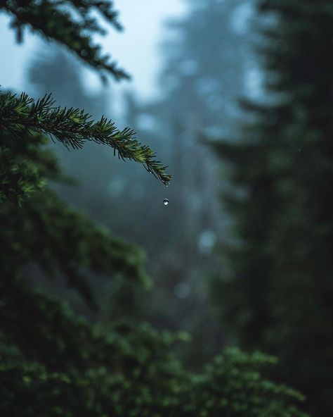 Delta Breezes... — Zach Nichols | @zachnicholz Dark Naturalism, Dark Green Aesthetic, Image Nature, Nature Aesthetic, Pine Tree, Green Aesthetic, Nature Wallpaper, Nature Travel, Beautiful Photography