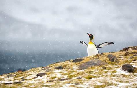 Image by Aravind Krishnaswamy [2048 x 1328] Aravind Krishnaswamy, South Georgia Island, King Penguin, R Wallpaper, High Quality Wallpapers, Salisbury, Wanderlust Travel, The Snow, Hd Wallpaper