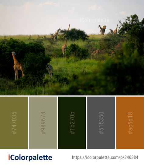 66918 Image Color Palette ideas in 2019 | iColorpalette Safari Colour Palette, Africa Color Palette, Amazon Forest Color Palette, Tropical Forest Color Palette, Rain Forest Color Palette, Wildlife Colour Palette, Jungle Color Palette, Safari Color Palette, Wildlife Color Palette