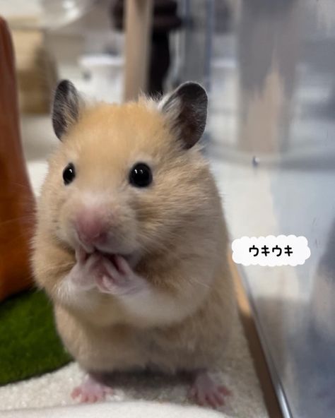 Hamster Facts, Bear Hamster, Hamster Pics, Fluffy Teddy Bear, Syrian Hamster, Cute Small Animals, Gerbil, Cute Hamsters, Small Animals