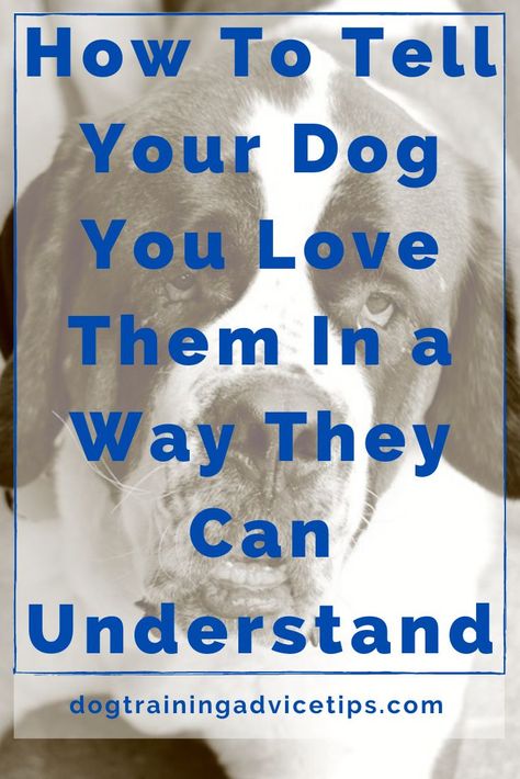 Dog Behavior Training, Nanny Dog, Basic Dog Training, Cairn Terriers, Dog Training Advice, Dog Brain, Best Dog Training, Dog Facts, Dog Info