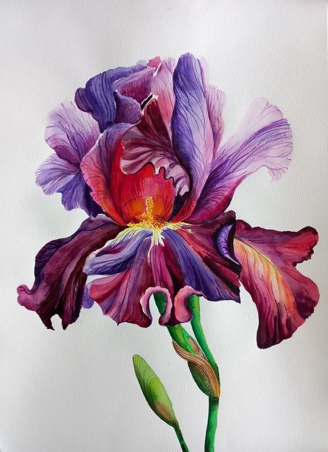 Watercolor Art Flowers Beautiful, Iris Flowers Drawing, Iris Flower Painting, Watercolor Botanical Flowers, Iris Illustration, Interior Purple, Iris Drawing, Iris Flower Tattoo, Iris Botanical