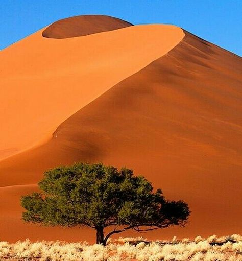 Zambia Namib Desert, Lone Tree, Desert Landscape, Africa Travel, Sand Dunes, Places Around The World, Amazing Nature, Natural Wonders, Beautiful World