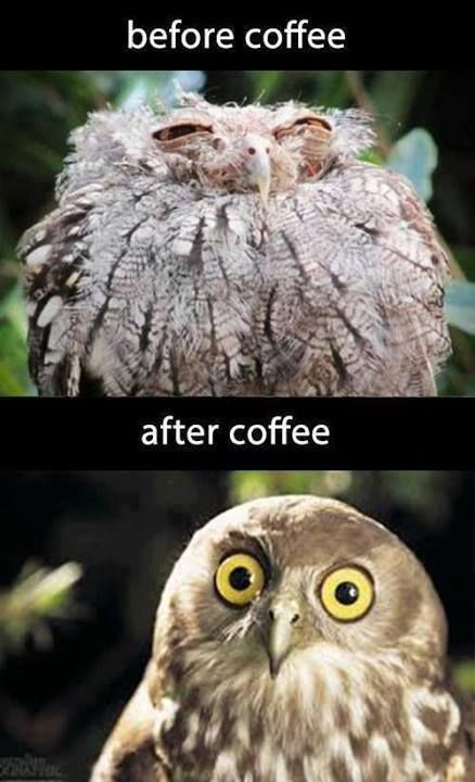 Owl before and after the morning coffee. Coffee Jokes, Funny Owls, 밈 유머, Coffee Coffee Coffee, Funny Animal Jokes, 웃긴 사진, Funny Bunnies, Animal Jokes, Love Coffee