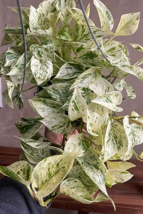 Snow Queen Pothos, Indoor Plants Names, Unusual House, Plant Goals, Potted Plants Outdoor, Houseplants Indoor, Plant Aesthetic, Hardy Plants, Ornamental Plants