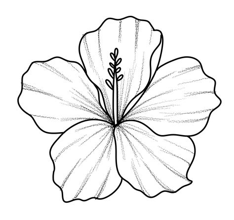 Thespesia Grandiflora Tattoo, Hibiscus Flower Tattoo Stencil, Hibiscus Tattoo Stencil, Hibiscus Flower Drawing Simple, Hibiscus Flower Outline, Hibiscus Flower Tattoo Design, Hibiscus Outline, Hibiscus Tattoo Design, Hibiscus Flower Tattoo