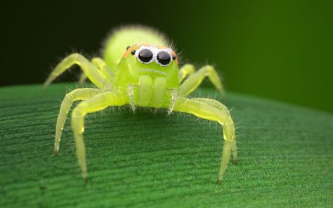 Green jumping spider by dakiru Green Jumping Spider, Arachnids Spiders, Green Spider, Jumping Spiders, Cool Insects, Itsy Bitsy Spider, Cool Bugs, Jumping Spider, Beautiful Bugs